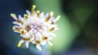 Macro Flower Head