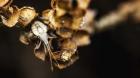 Shield Bug On Brown Leaves