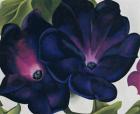 Black and Purple Petunias