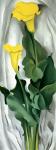 Yellow Calla