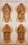 American Frohse Anatomical Wallcharts, Plate 2