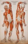 American Frohse Anatomical Wallcharts, Plate 2