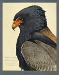 Abyssinian Bateleur Eagle