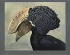 Abyssinian Crested Hornbill