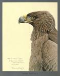 African Tawny Eagle