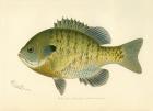 Blue Gill Sun Fish