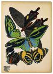 Butterflies Plate 1