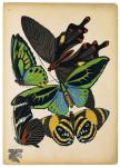Butterflies Plate 1