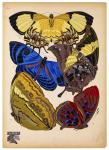 Butterflies Plate 12
