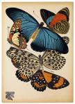 Butterflies Plate 2