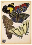 Butterflies Plate 3