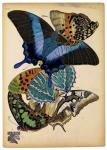 Butterflies Plate 4