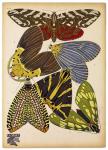 Butterflies Plate 5