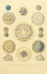 Collosphaera Radiolaria