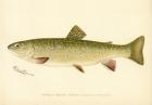 Female Brook Trout