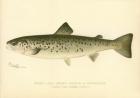 Female Land Locked Salmon