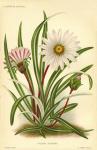 Gazania Pygmaea