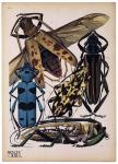 Insects, Plate 13