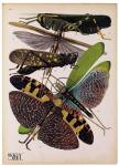 Insects, Plate 2