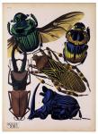 Insects, Plate 7