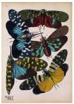 Insects, Plate 8