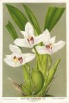 Maxillaria Orchid