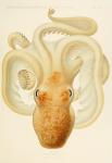 Octopus - Die Cephalopod - 1915 - Plate 76