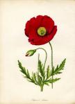 Papaver Rhoeas, Red Poppy