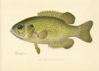 Rock Bass