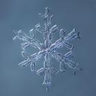 Stellar Dendrite Snowflake 001.2.16.2014