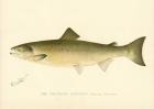 The Atlantic Salmon