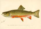 The Brook Trout