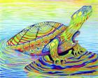 Painted Turtle