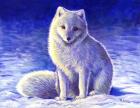 Peaceful Winter Arctic Fox
