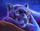 Stargazing Colorful Black Leopard