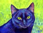 Black Cat With Chartreuse Eyes