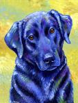 Black Labrador Retriever