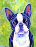 Boston Terrier