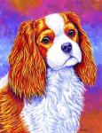 Cavalier King Charles Spaniel