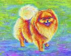 Rainbow Pomeranian