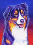 Colorful Triolor Australian Shepherd