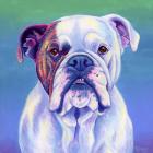 Cute English Bulldog