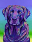 Purple Chocolate Labrador Retriever
