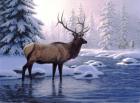 Elk In Winter