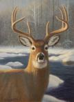 White Tail Deer Portrait