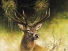 Antlers