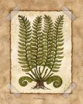 Fern 2