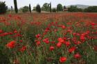 Tuscan Poppies 1