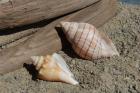 Two Shells Driftwood