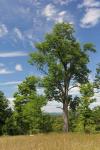 Distant Catskills Vertical 729